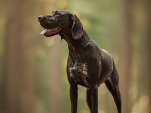 SKYE MUM