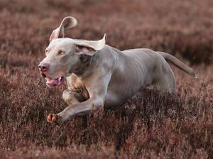 Lincoln hunting on the grouse moor