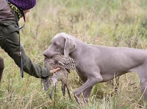 Retrieving to hand