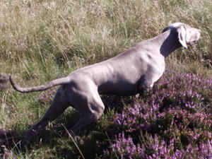 Aya on the grouse moor