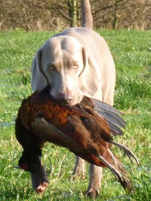 retreiving cock phesant