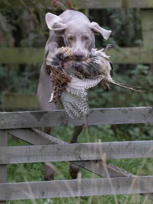 Etta on training day