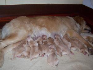 Mazey and Reiver's pups - 2 days old.
