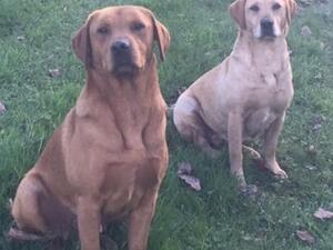 Dad (front)