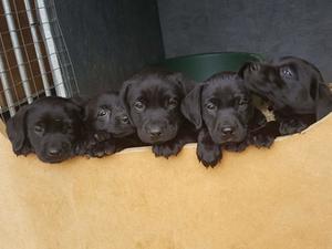 Ember & TJ's Litter
