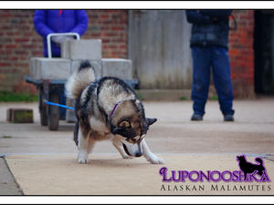 Lucien Pulling 2700lbs