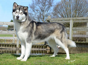 Reserve Best Of Breed