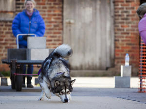 Lucien Pulling 1500lbs