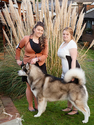 KENT SUPER DOG 2012