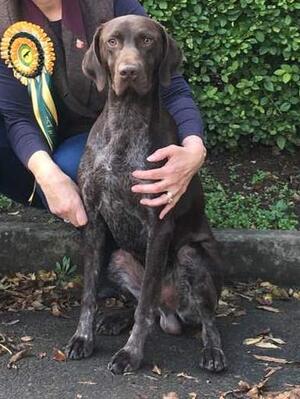 Sire - Valger Ragnar JW