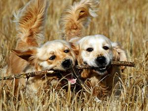 Sadie and daughter Purdie