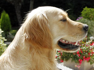 Lovely Lucy Headshot