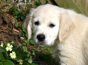 Shiloh as a Puppy - Butter wouldn't melt