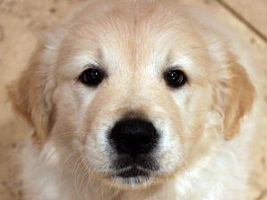 Little Bitch Puppy available