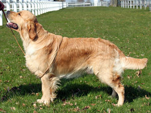 Messano Urban Myth JW - Rumour