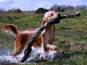 Purdie doing what she loves best - water retrieves