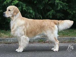 Ch Xanthos Espionage JW - Spook to his friends