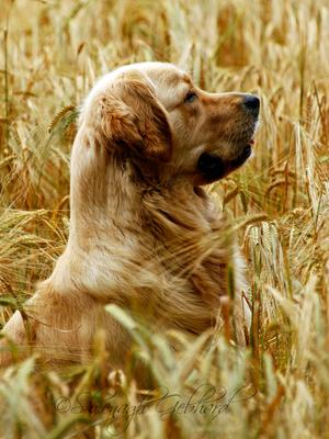 Purdie Pretty Profile