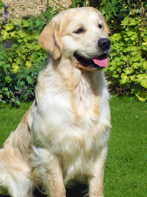 Gus the handsame Sire