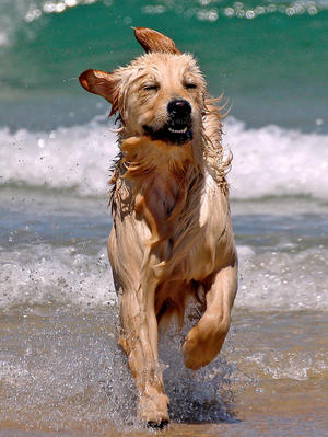 Purdie my little golden beach babe