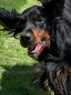 Bailey