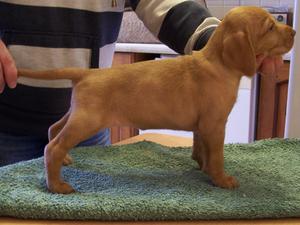 nearly 5 weeks old