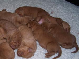 1 week old