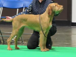 Winning Best Of Breed Crufts 2019