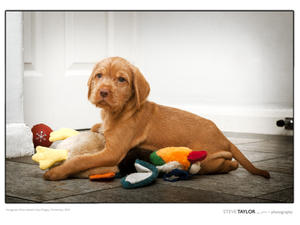6 weeks old