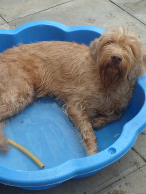 Darcy cooling off