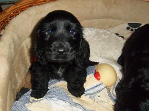 The little boy
