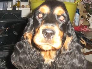 lovely darcy