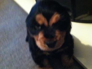 puppy dog