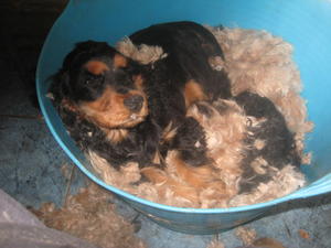 darcy
