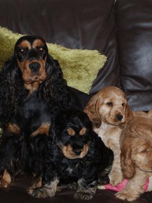 Typical Freddie puppies