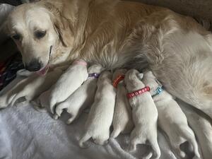 Gracie mom
