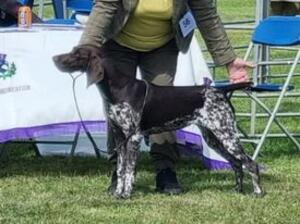Roo 7 & 1/2 mths Border Union