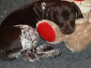 Roo 8 weeks