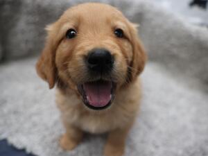 One of the Puppies
