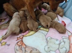 Feeding Puppies