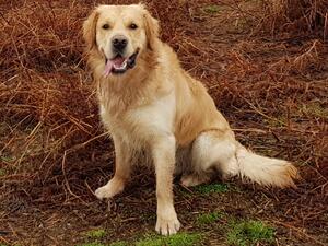 Pic of Dad