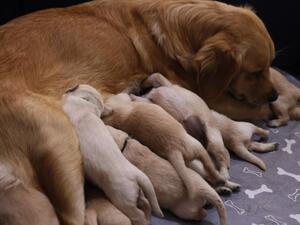 Mum and Pups