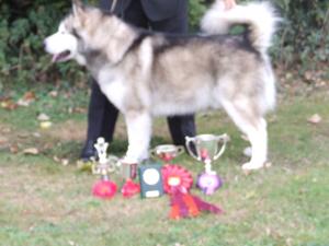 Mark & Chinook(Zeelukzak Magic Moment ShCM)BIS