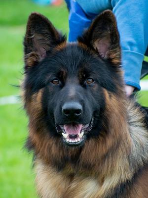 Sire : Cruaghaire Kosta
