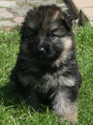 Puppy available - Bitch Long coat