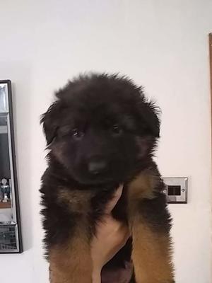 Stunning long coat GSD puppy
