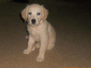 Lily's puppy