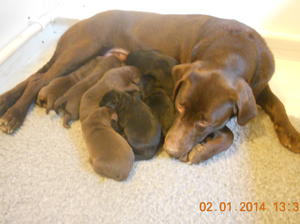 Coco and puppies at one week