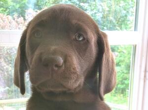 Chocolate girl