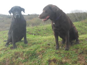 Coco and Snuggles